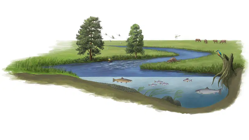 Tegning, der viser mange levesteder og masser af planter og dyr i et naturlgt vandløb